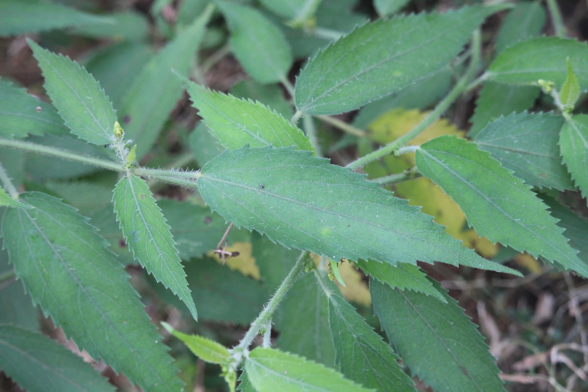 Tragia involucrata L.